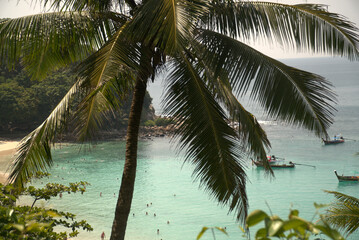 beach with palm trees