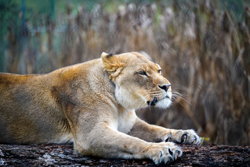 Obraz na płótnie Canvas lioness relaxing on a log