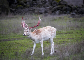 deer shedding antler velvet