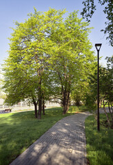 Trees and paths in the Park