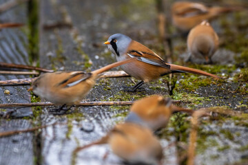 Bartmeise (Panurus biarmicus) Männchen