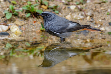 Hausrotschwanz (Phoenicurus ochruros) Männchen