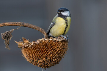 Kohlmeise (parus major)