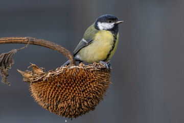 Kohlmeise (parus major)