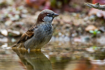 Haussperling (Passer domesticus) Männchen