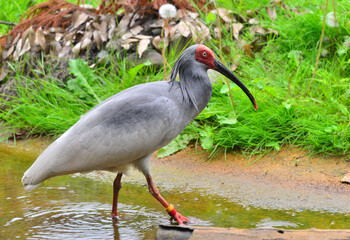 佐渡トキの森公園内でくつろぐ朱鷺