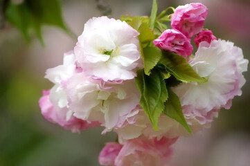 三重県伊勢市　宮川堤の桜（Sakura on the Miyagawa embankment in Ise City, Mie Prefecture）