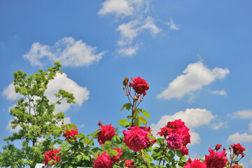 国営長岡丘陵公園「香りのばら園」