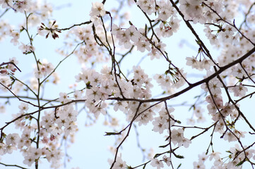 三重県伊勢市　宮川堤の桜