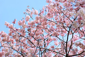 三重県伊勢市　宮川堤の桜