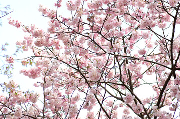 三重県伊勢市　宮川堤の桜（Sakura on the Miyagawa embankment in Ise City, Mie Prefecture）