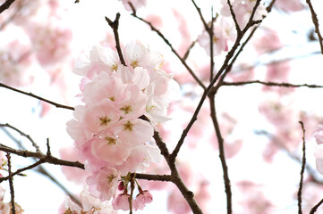 三重県伊勢市　宮川堤の桜