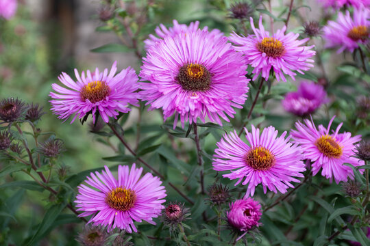 Group, bouquet of pink asters or chrysanthemums in the garden: many pink flowers, top view, field of pink flowers, seasonal background