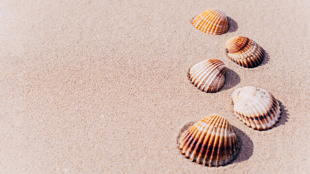 Hello summer with seashells, starfishes on sand ocean beach background. Exotic beach with copy space.
