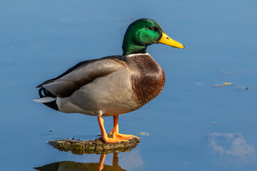 Stockente (Anas platyrhynchos) Männchen