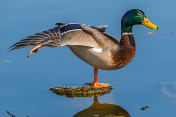 Stockente (Anas platyrhynchos) Männchen