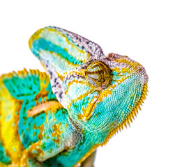 Exotic animal chameleon on a white background. © kvdkz