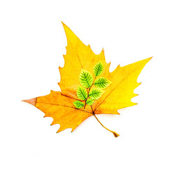 Autumn leaves of a plane tree plant on a white background