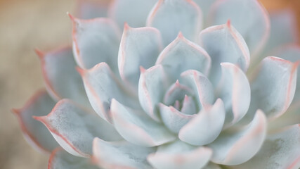 Echeveria succulents close up shot