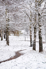 nice winter in the park