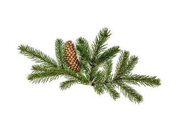 Fototapeta na wymiar Coniferous tree branch with cones close-up on a white background.