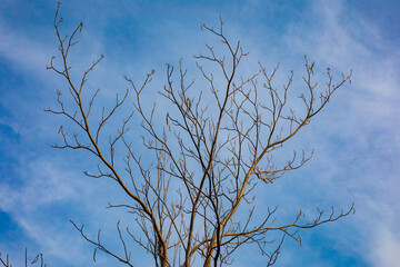 branches against sky