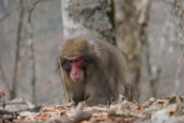 Fototapeta premium ニホンザル。奥多摩の山の野生動物。Japanese macaque in the forest, autumn time Japan 