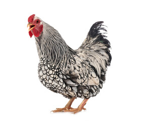 Wyandotte chicken in studio