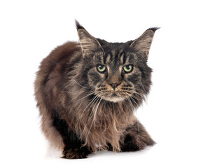 maine coon cat