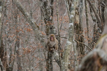 ニホンザル。奥多摩の山の野生動物。Japanese macaque in the forest, autumn time Japan 