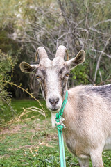 Grey goat portrait. Spring day, countryside, goat close-up shot.