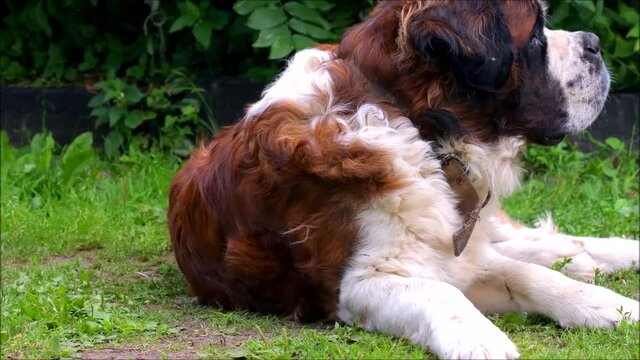 A large dog of the Saint Bernard breed in a collar lies on the green grass in the garden in summer and raises his head at the voice of the owner. 