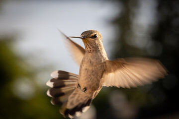 hummingbird in flight