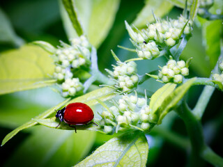 ladybug on leaf