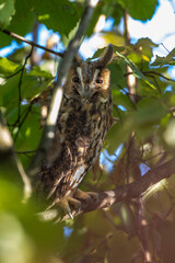 Waldohreule (Asio otus)