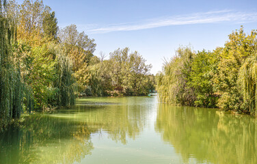 Naklejka na ściany i meble Willow trees over green water in city park