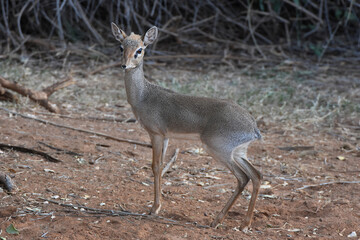 Dik-dik in Samburu National Reserve, Kenya