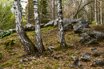 Birch trees with large stones in the forest
