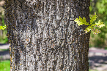 Fototapeta premium Oak tree trunk close-up as background
