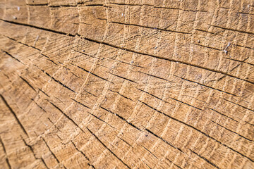 Wood. End cut of a tree. Butt end of a sawn wood with cracks