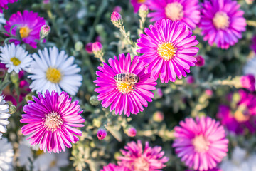 Autumn flowers dutch chrysanthemum close-up in nature as a background