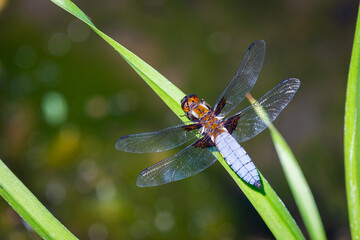 Emperor Dragonfly or Anax imperator sitting on green leaf