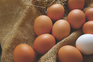 Collected chicken eggs, stacked on burlap in the chicken coop.