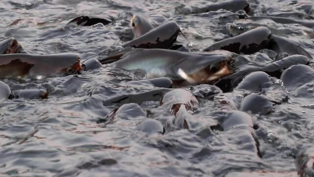 Fish competition and survival for food. Feeding aggressive Pangasianodon hypophthalmus, also known as shark catfish or Iridescent Shark.