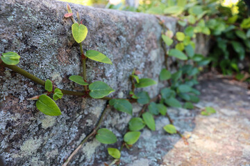 Vine growing on the side of an outdoor step
