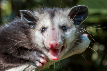 Virginia Opossum (Didelphis virginiana) in garden, Los Angeles, California, USA