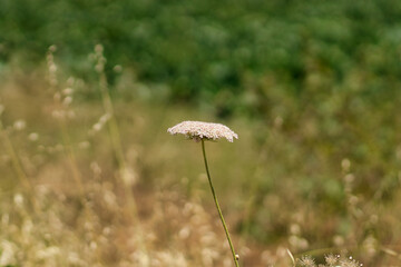 Wild carrot grows wild in the field in Israel, blurred background