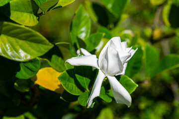 Cape Jasmine,Gardenia jasminoides J. Ellis, Rubiaceae family.