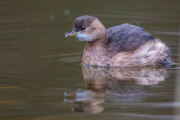 Zwergtaucher (Tachybaptus ruficollis)