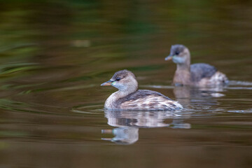 Zwergtaucher (Tachybaptus ruficollis)